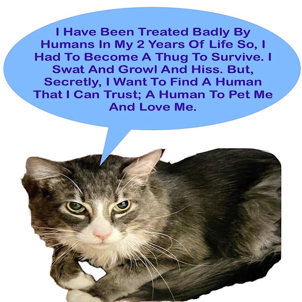 Shelter Cat with Trust Issues