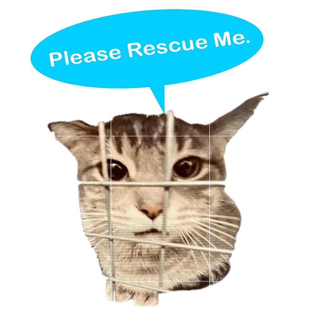 Shelter Cat wondering why he's locked up.