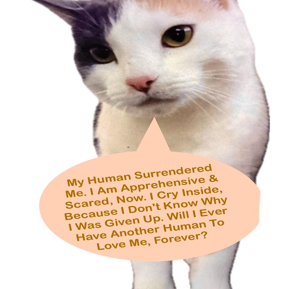 Shelter Cat, Abandoned & Beautiful