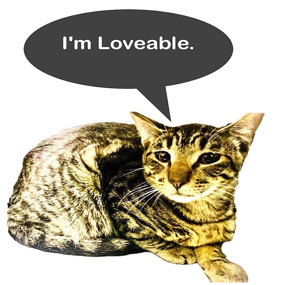 Shelter Cat with Confidence &amp; Style!