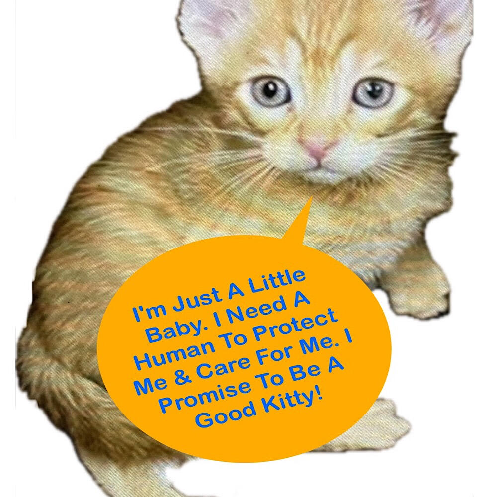 Shelter Kitty Cat, wants to grow up to be a Cat Star!